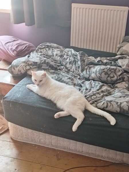 The One after the One where the Excellent Cats posed for a calendar