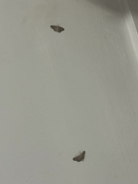 MOTHS EVERYWHERE!!!!!!