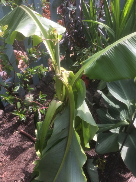 Gang of Delinquent Magpies