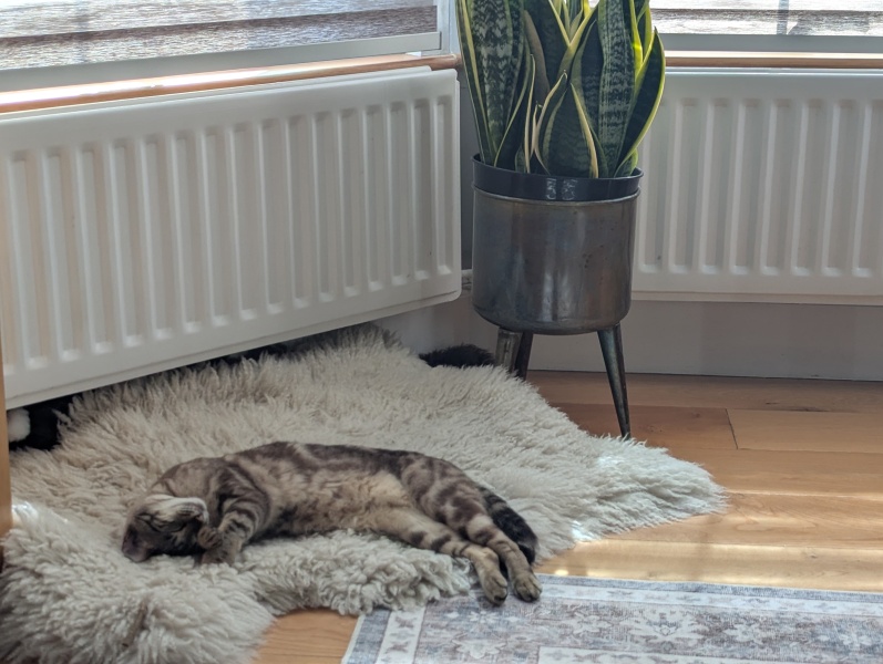 Chicken, Dreamies and Lickelix - the Excellent Cats form a disorderly queue