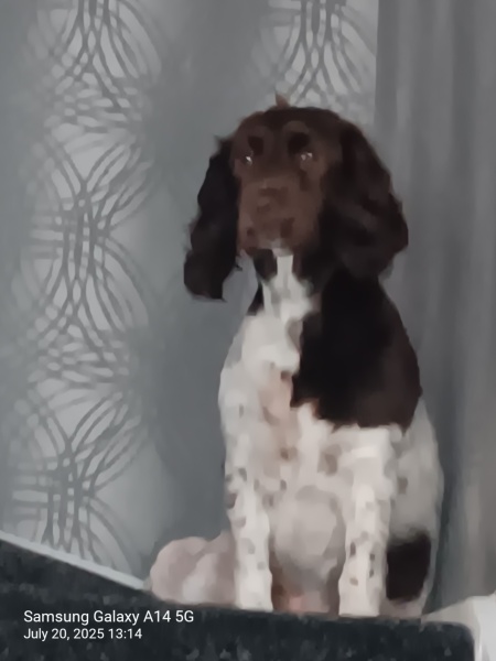 Dogs suddenly everywhere