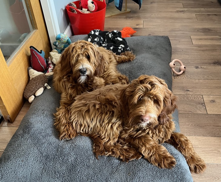 Dogs suddenly everywhere