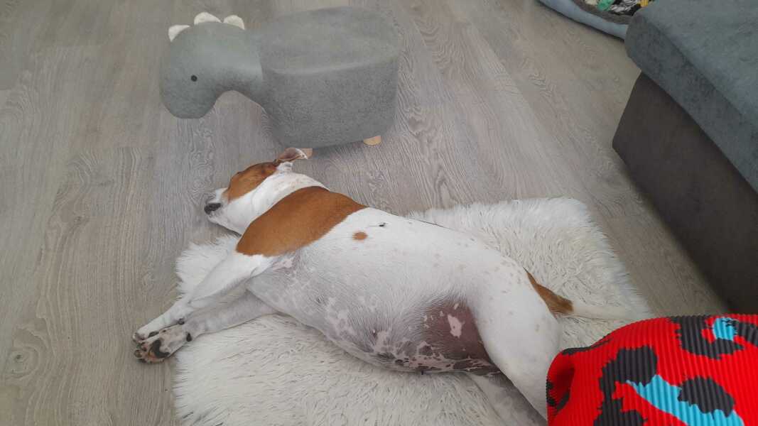 Dog snoring