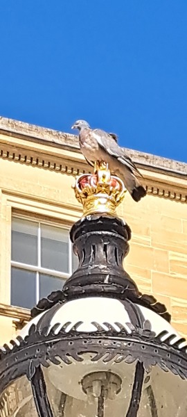 Thread 29 Starmer - Paint your Bandwagon