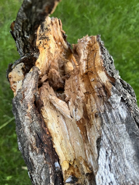Plum tree damaged in winds