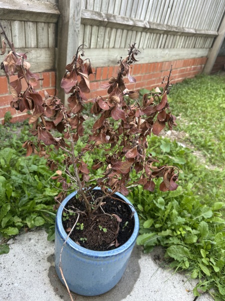 HELP!! Im a terrible gardener. Can this plant be revived?
