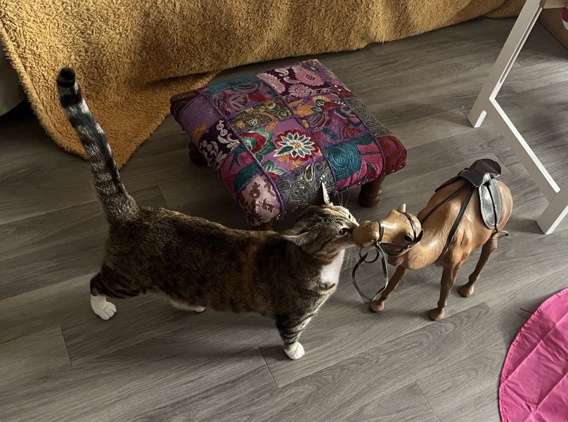 Chicken, Dreamies and Lickelix - the Excellent Cats form a disorderly queue