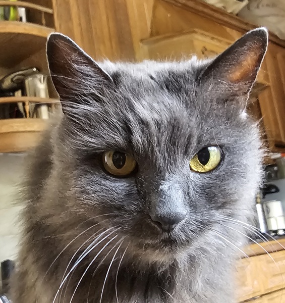 Thread 30 Starmer - Magic Roundabouts