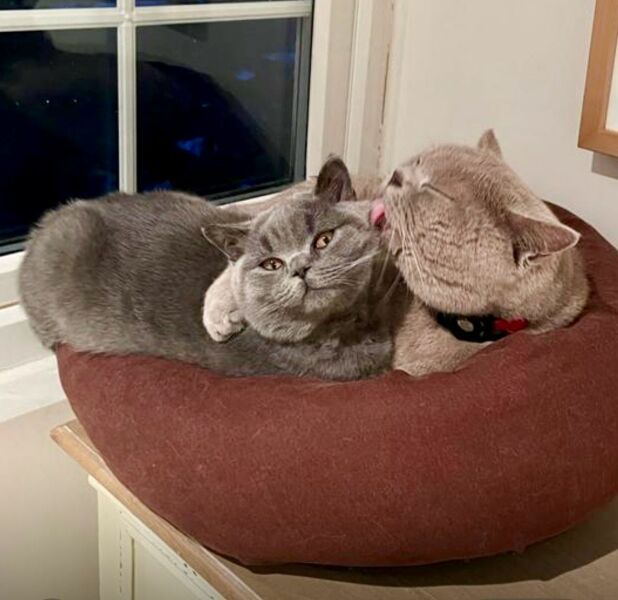 British Shorthair Kidney Issue - Help!