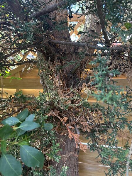 Are these shrubs dying or is it just the effects of drought?