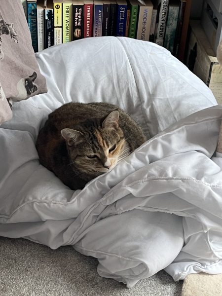 The One after the One where the Excellent Cats posed for a calendar