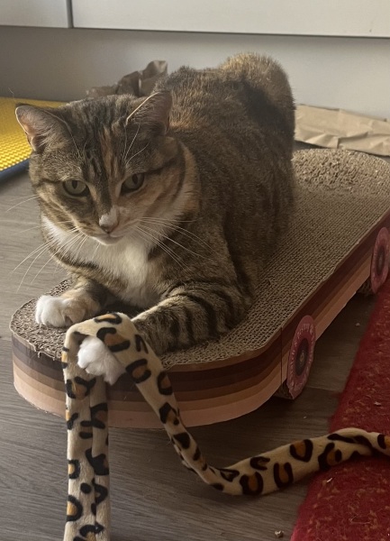 Chicken, Dreamies and Lickelix - the Excellent Cats form a disorderly queue