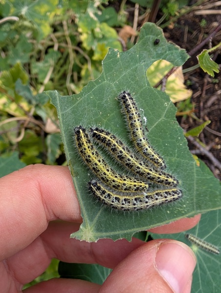 How can I stop my nasturtiums getting killed by blackfly?