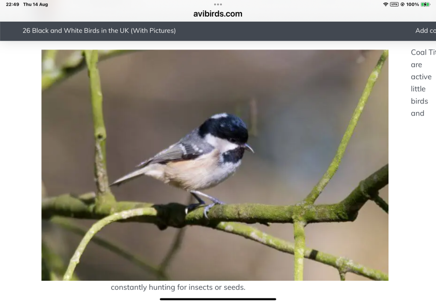 Aww, the cutest little bird