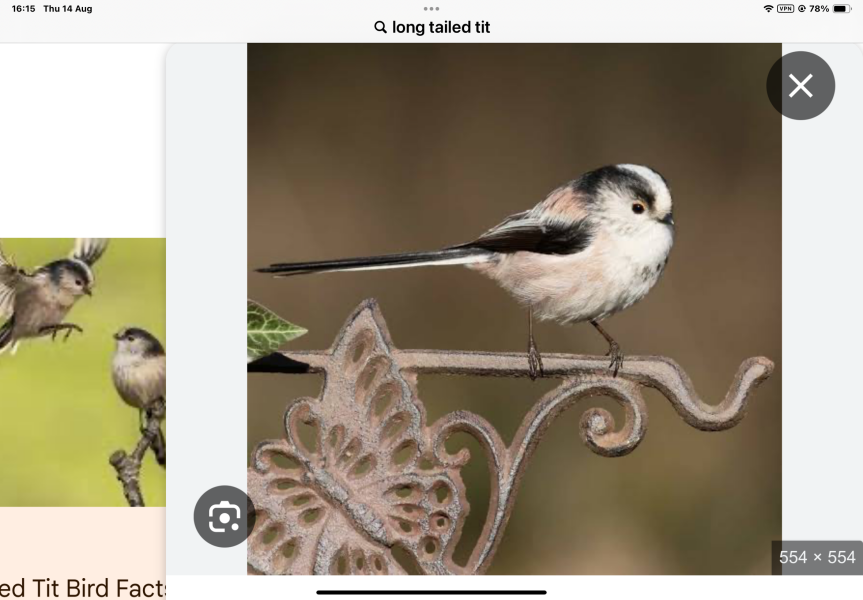Aww, the cutest little bird
