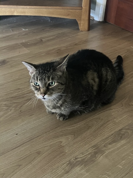 Diabetic cat