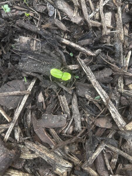 Can anyone identify whatever this weed/plant might be in my bark please?
