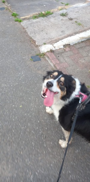 To not like dogs