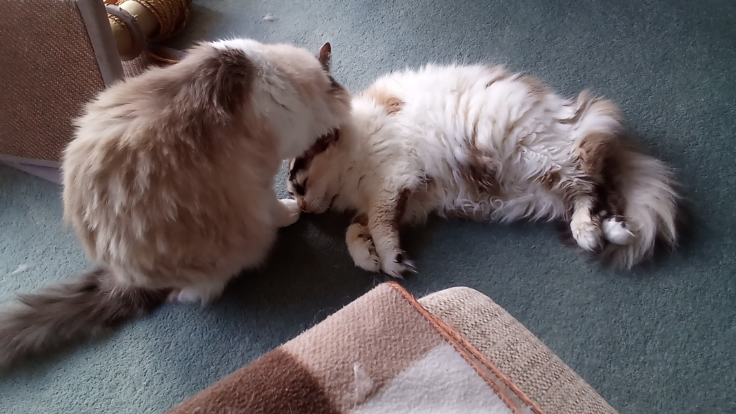 The One after the One where the Excellent Cats posed for a calendar