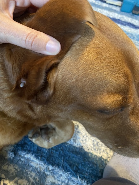 Just found a weird little growth under my Labrador’s ear - any advice before I call the vet pls?