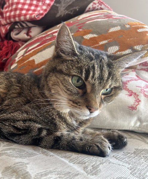 I never knew how hard it would be to say goodbye to our cat