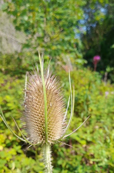 Weeds Have Rights Too !