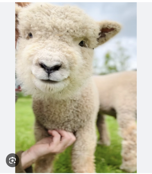 Does anyone have Ouessant sheep?