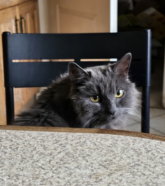 The One after the One where the Excellent Cats posed for a calendar