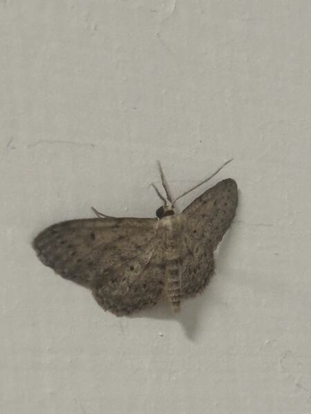 MOTHS EVERYWHERE!!!!!!