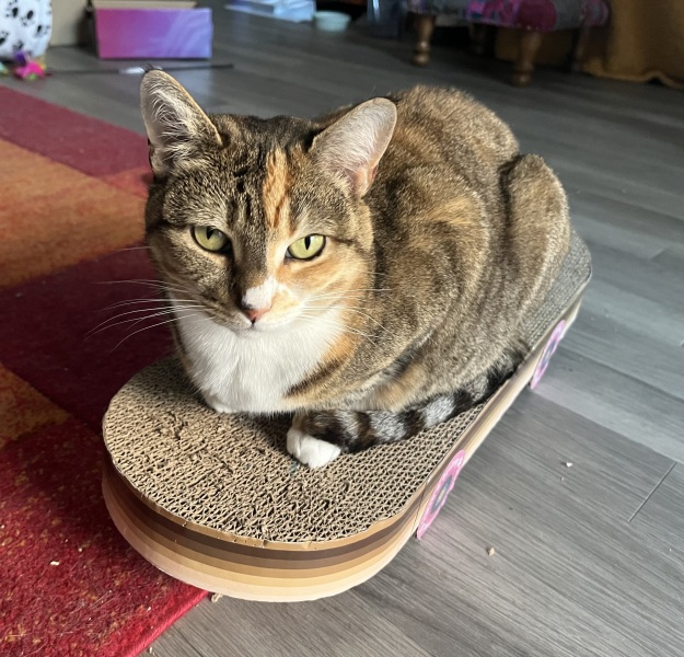 The One after the One where the Excellent Cats posed for a calendar