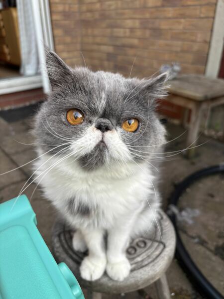 Pampered, Persian, Princess Penelope