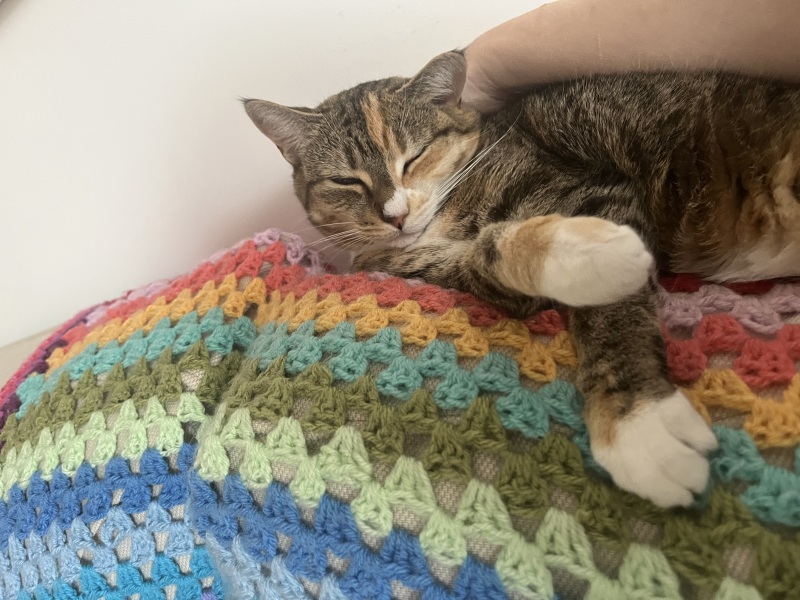 Anyone want a stubborn ass cat?