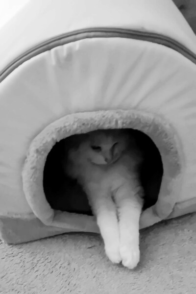 Chicken, Dreamies and Lickelix - the Excellent Cats form a disorderly queue