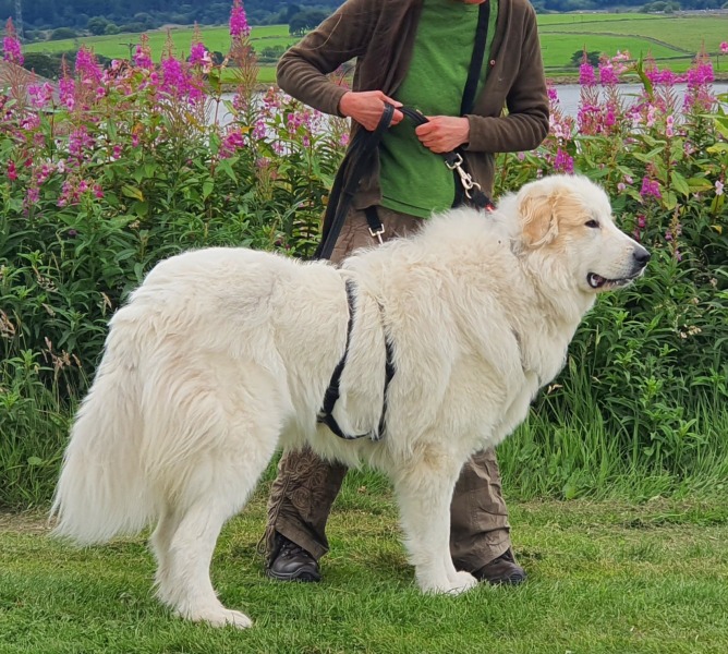 Adolescent Dog Survival Thread - welcome to the teenage wasteland