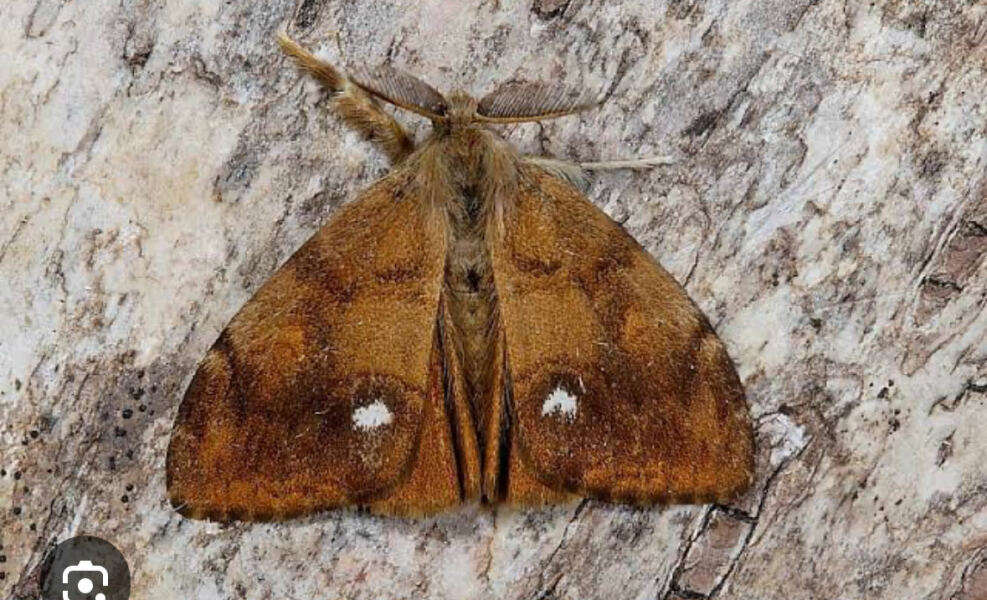 Is this a moth?