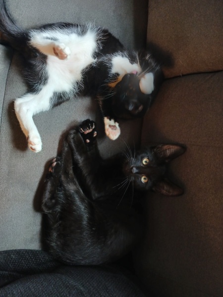Two kittens- siblings but what sex