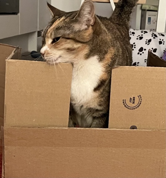 Chicken, Dreamies and Lickelix - the Excellent Cats form a disorderly queue