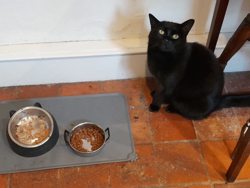 Chicken, Dreamies and Lickelix - the Excellent Cats form a disorderly queue
