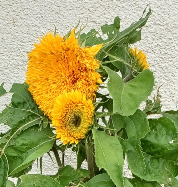 Thread 29 Starmer - Paint your Bandwagon