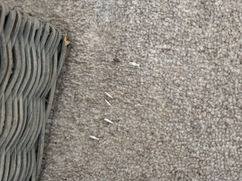 any advice? are these moth larvae? pics included