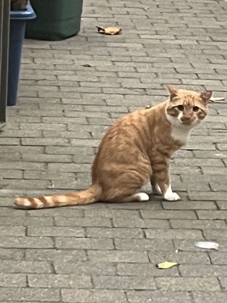 Chicken, Dreamies and Lickelix - the Excellent Cats form a disorderly queue