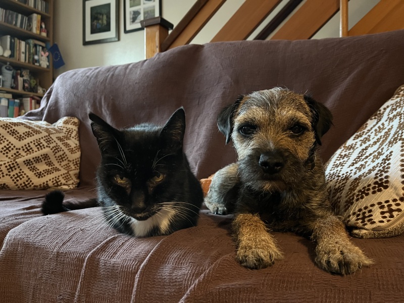 Golden retriever or border terrier