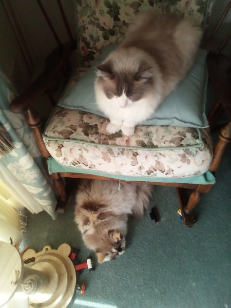 Chicken, Dreamies and Lickelix - the Excellent Cats form a disorderly queue