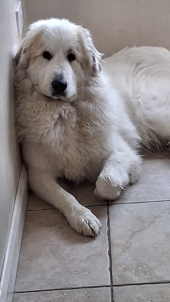 Dogs suddenly everywhere