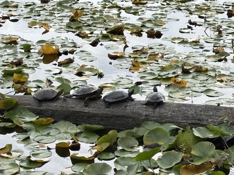 Come and tell us your dull and unexciting news 34: Calmly through the day