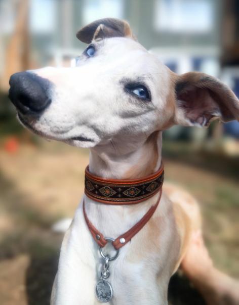 Dogs suddenly everywhere
