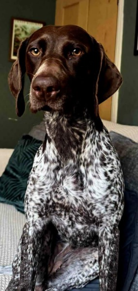 Thread 29 Starmer - Paint your Bandwagon