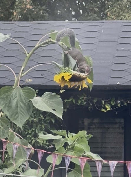 Sunflower, now what?