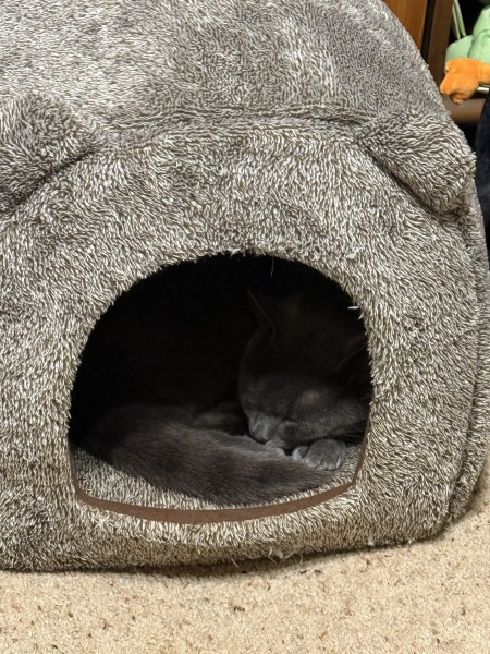 The One after the One where the Excellent Cats posed for a calendar