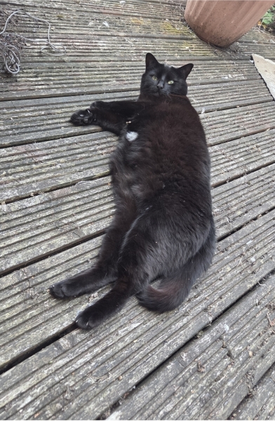 Chicken, Dreamies and Lickelix - the Excellent Cats form a disorderly queue